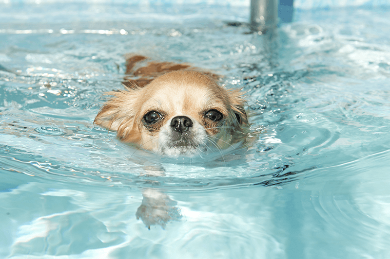 Cara Melatih Anjing Berenang